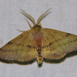 Arhodia lasiocamparia at Sheldon, QLD - suppressed