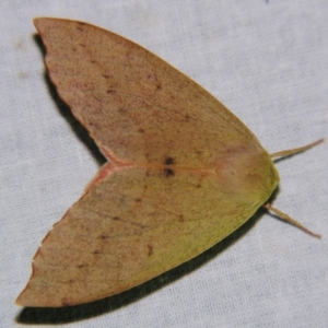 Arhodia lasiocamparia at Sheldon, QLD - suppressed