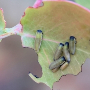 Paropsisterna m-fuscum at Beechworth, VIC - suppressed