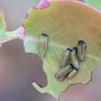 Paropsisterna m-fuscum (Eucalyptus Leaf Beetle) at Chiltern-Mt Pilot National Park - 15 Oct 2023 by KylieWaldon