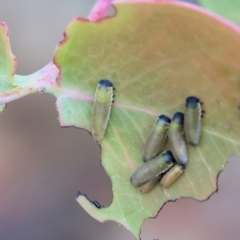 Paropsisterna m-fuscum (Eucalyptus Leaf Beetle) at Beechworth, VIC - 14 Oct 2023 by KylieWaldon