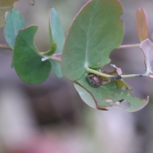 Paropsisterna m-fuscum at Beechworth, VIC - suppressed