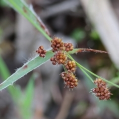 Luzula densiflora (Dense Wood-rush) at Chiltern-Mt Pilot National Park - 15 Oct 2023 by KylieWaldon