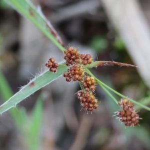 Luzula densiflora at Beechworth, VIC - 15 Oct 2023