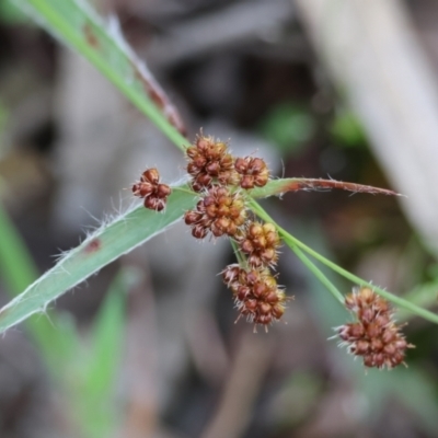 Luzula densiflora (Dense Wood-rush) at Beechworth, VIC - 14 Oct 2023 by KylieWaldon