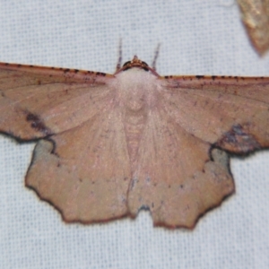 Cernia amyclaria at Sheldon, QLD - suppressed