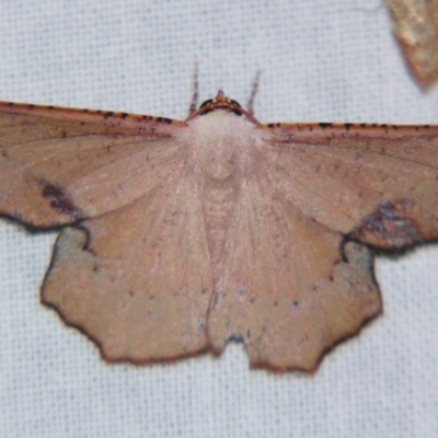 Cernia amyclaria (A Geometer moth (Oenochrominae)) at Sheldon, QLD - 21 Sep 2007 by PJH123