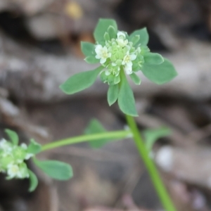 Poranthera microphylla at Beechworth, VIC - 15 Oct 2023