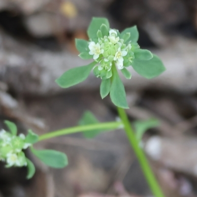 Poranthera microphylla (Small Poranthera) at Beechworth, VIC - 14 Oct 2023 by KylieWaldon