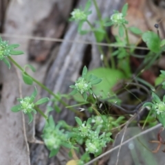 Poranthera microphylla at Beechworth, VIC - 15 Oct 2023 09:18 AM