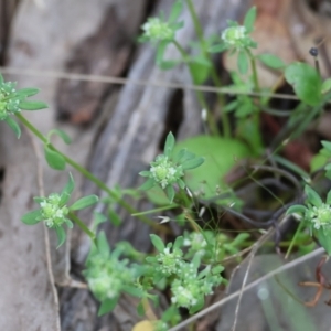 Poranthera microphylla at Beechworth, VIC - 15 Oct 2023 09:18 AM