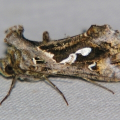 Chrysodeixis argentifera (Tobacco Looper) at Sheldon, QLD - 22 Sep 2007 by PJH123