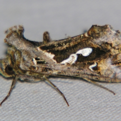 Chrysodeixis argentifera (Tobacco Looper) at Sheldon, QLD - 21 Sep 2007 by PJH123