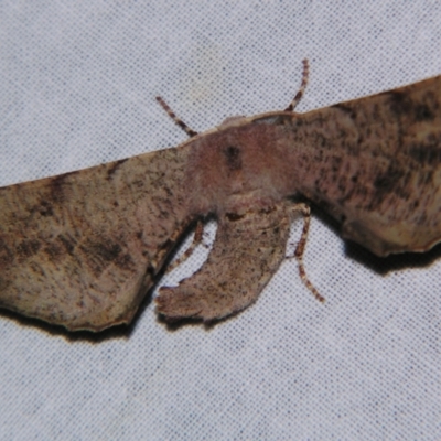 Circopetes obtusata (Grey Twisted Moth) at Sheldon, QLD - 21 Sep 2007 by PJH123