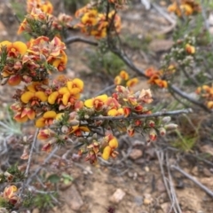 Dillwynia sericea (Egg And Bacon Peas) at Percival Hill - 13 Oct 2023 by gavinlongmuir