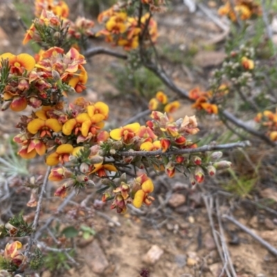 Dillwynia sericea (Egg And Bacon Peas) at Nicholls, ACT - 13 Oct 2023 by gavinlongmuir