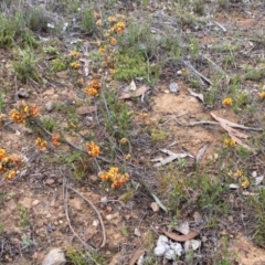 Dillwynia sericea at Nicholls, ACT - 14 Oct 2023