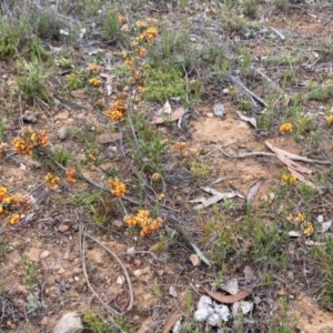 Dillwynia sericea at Nicholls, ACT - 14 Oct 2023