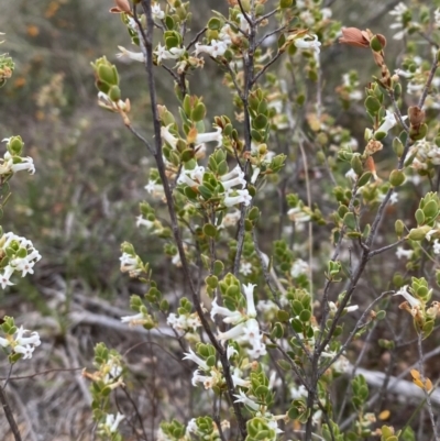 Brachyloma daphnoides (Daphne Heath) at Nicholls, ACT - 14 Oct 2023 by gavinlongmuir