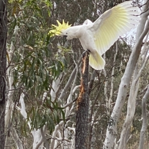 Cacatua galerita at Nicholls, ACT - 14 Oct 2023 09:37 AM