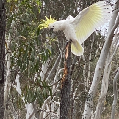 Cacatua galerita (Sulphur-crested Cockatoo) at Nicholls, ACT - 14 Oct 2023 by gavinlongmuir