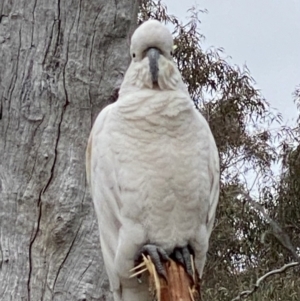 Cacatua galerita at Nicholls, ACT - 14 Oct 2023 09:37 AM