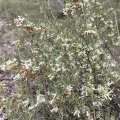 Brachyloma daphnoides (Daphne Heath) at Nicholls, ACT - 14 Oct 2023 by gavinlongmuir