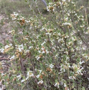 Brachyloma daphnoides at Nicholls, ACT - 14 Oct 2023 09:40 AM