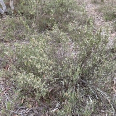 Brachyloma daphnoides at Nicholls, ACT - 14 Oct 2023