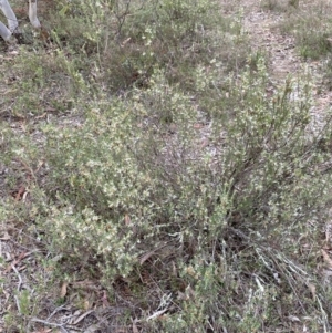 Brachyloma daphnoides at Nicholls, ACT - 14 Oct 2023 09:40 AM