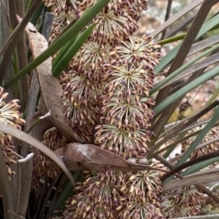 Lomandra multiflora (Many-flowered Matrush) at Nicholls, ACT - 14 Oct 2023 by gavinlongmuir