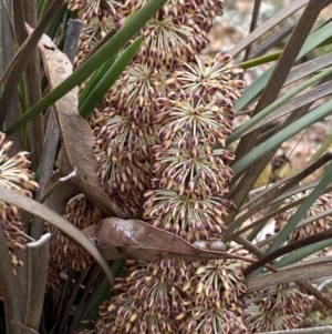 Lomandra multiflora at Nicholls, ACT - 14 Oct 2023