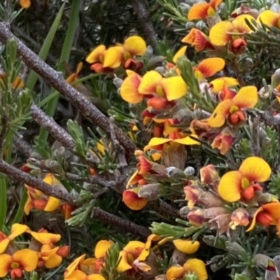 Dillwynia sericea (Egg And Bacon Peas) at Nicholls, ACT - 14 Oct 2023 by gavinlongmuir