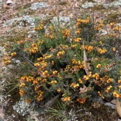 Dillwynia sericea at Nicholls, ACT - 14 Oct 2023 09:42 AM