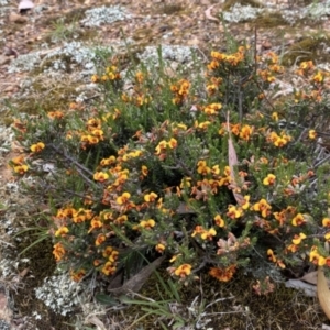 Dillwynia sericea at Nicholls, ACT - 14 Oct 2023