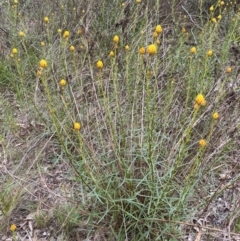 Xerochrysum viscosum (Sticky Everlasting) at Nicholls, ACT - 14 Oct 2023 by gavinlongmuir