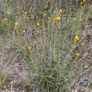 Xerochrysum viscosum at Nicholls, ACT - 14 Oct 2023