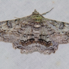 Cleora displicata (A Cleora Bark Moth) at Sheldon, QLD - 21 Sep 2007 by PJH123