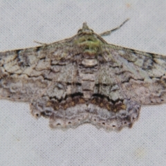 Cleora displicata (A Cleora Bark Moth) at Sheldon, QLD - 22 Sep 2007 by PJH123