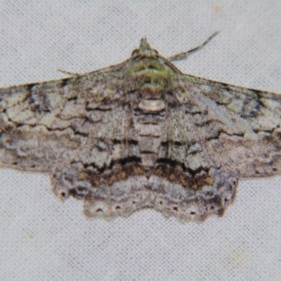 Cleora displicata (A Cleora Bark Moth (Boarmiini) at Sheldon, QLD - 22 Sep 2007 by PJH123