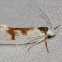 Crypsicharis triplaca (A Gelechioid moth (Xyloryctidae)) at Sheldon, QLD - 21 Sep 2007 by PJH123