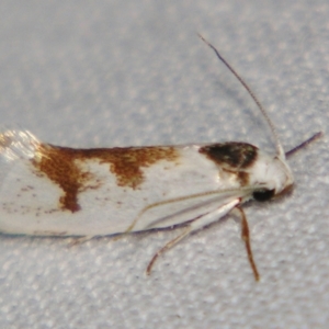 Crypsicharis triplaca at Sheldon, QLD - 21 Sep 2007 10:57 PM