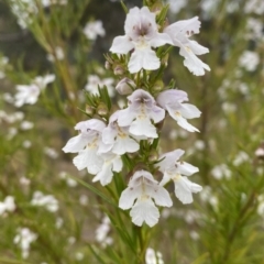 Prostanthera nivea (Snowy Mint-bush) at Nicholls, ACT - 14 Oct 2023 by gavinlongmuir