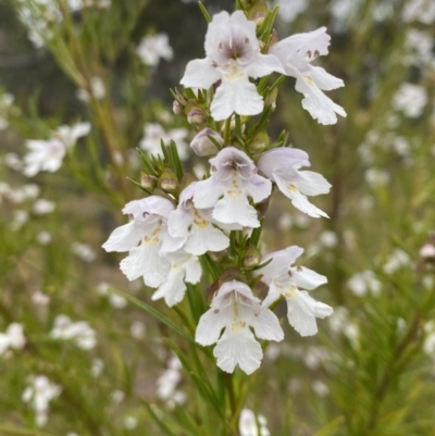 Prostanthera nivea (Snowy Mint-bush) at Nicholls, ACT - 14 Oct 2023 by gavinlongmuir