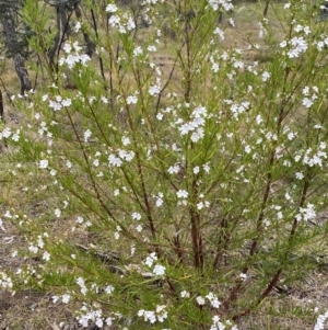 Prostanthera nivea at Nicholls, ACT - 14 Oct 2023 09:29 AM