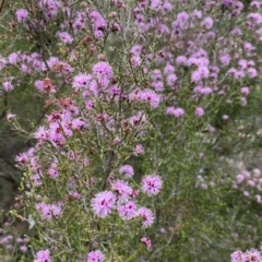 Kunzea parvifolia (Violet Kunzea) at Nicholls, ACT - 13 Oct 2023 by gavinlongmuir