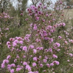 Kunzea parvifolia at Nicholls, ACT - 14 Oct 2023 09:26 AM