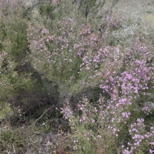 Kunzea parvifolia at Nicholls, ACT - 14 Oct 2023 09:26 AM