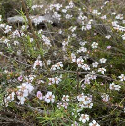 Gaudium multicaule (Teatree) at Percival Hill - 13 Oct 2023 by gavinlongmuir