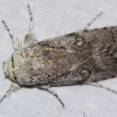 Cryptophasa irrorata (A Gelechioid moth (Xyloryctidae)) at Sheldon, QLD - 21 Sep 2007 by PJH123